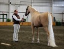 2012region5show half arab inhand