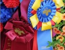 regionv show ribbons