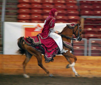 region5show costume horse